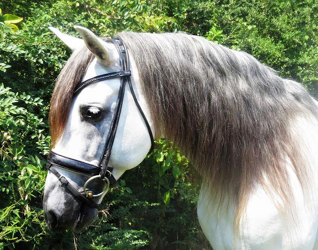PRE Andalusian stallion FOR SALE